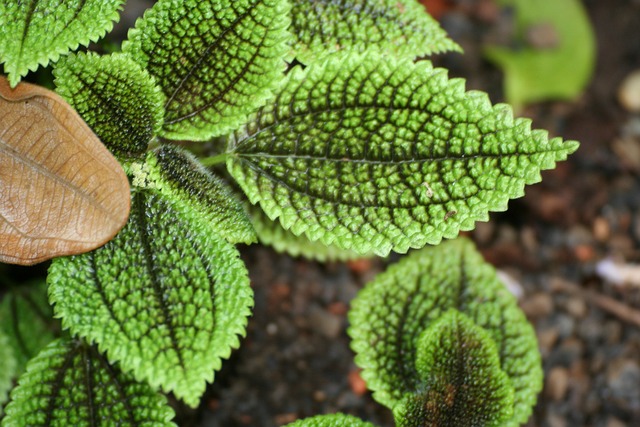 树叶 图案 惹恼 - 上的免费照片