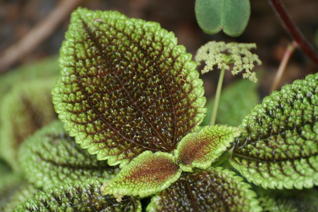 树叶 图案 惹恼 - 上的免费照片