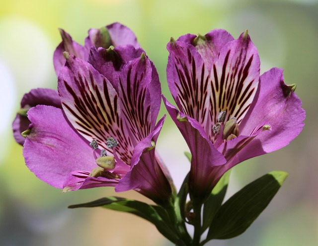 秘鲁百合 印加人的百合花 Alstroemeria - 上的免费照片
