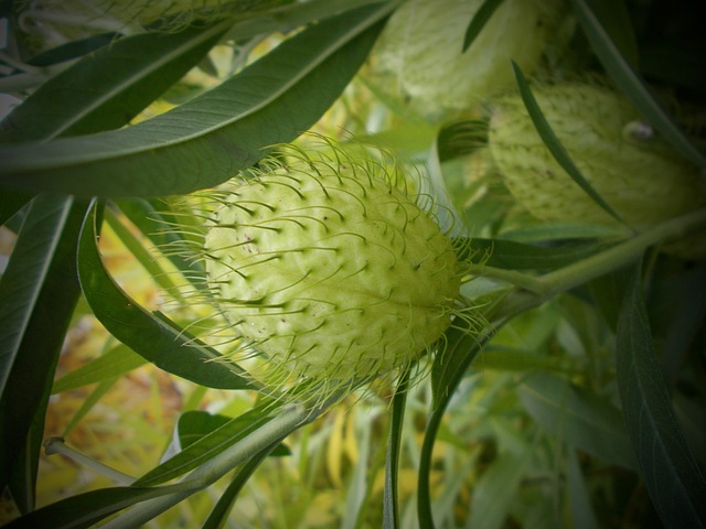 天鹅丝绸厂 马利筋Physocarpa 绿色 - 上的免费照片