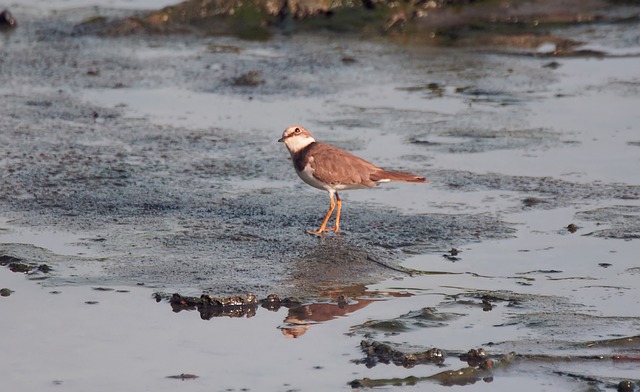 共同的环宝 迁徙的鸟 季节性 - 上的免费照片