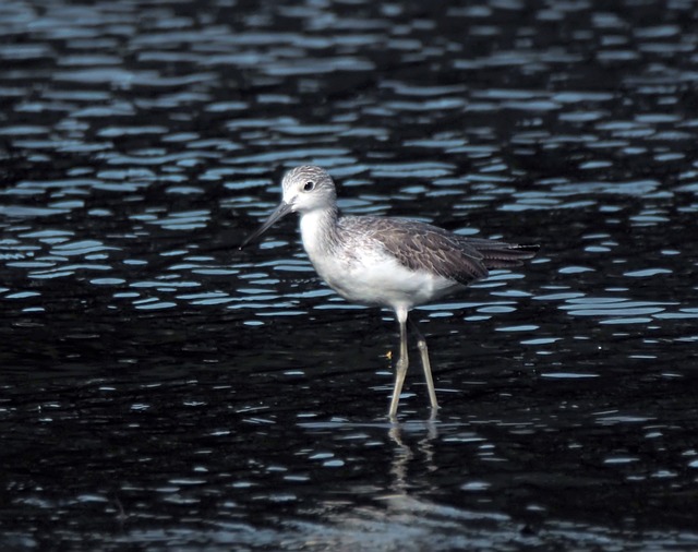 迁徙的鸟 季节性 访客 - 上的免费照片