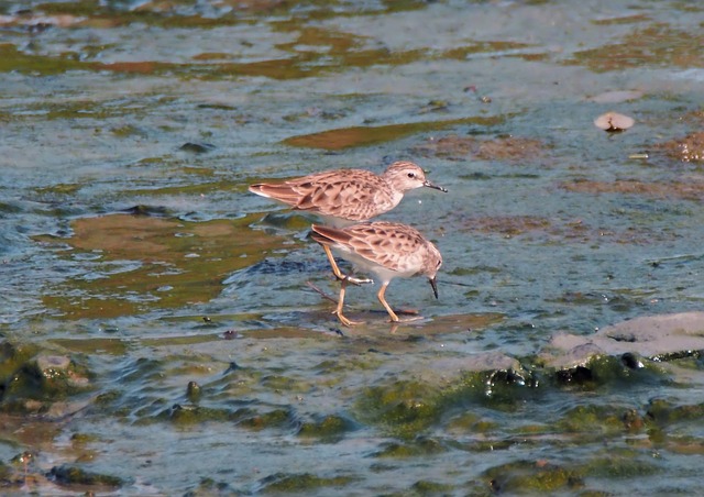 迁徙的鸟 季节性 访客 - 上的免费照片