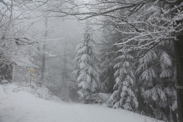 冬天 森林 雪 - 上的免费照片