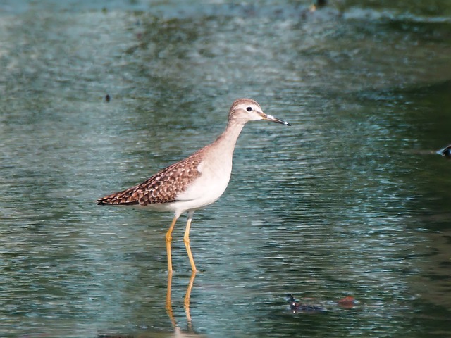木鹬 迁徙的鸟 季节性 - 上的免费照片