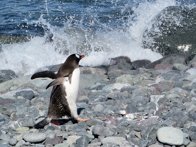 南极洲 Gentoo企鹅 企鹅 - 上的免费照片