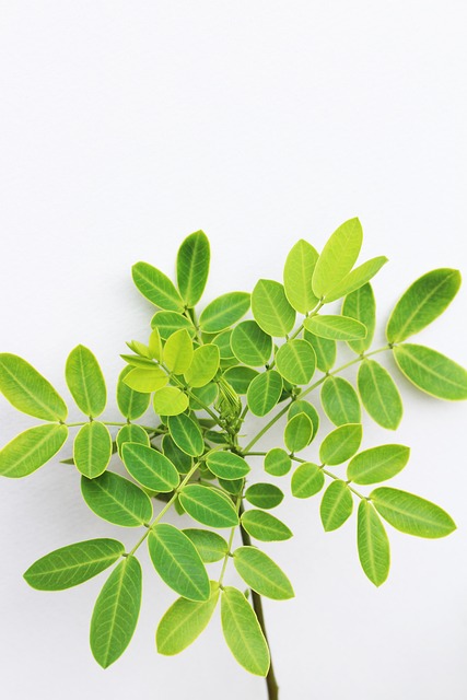 决明子 绿色 植物 - 上的免费照片