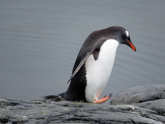 Gentoo企鹅 企鹅 - 上的免费照片
