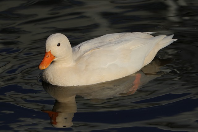 鸭 鸟 水禽 - 上的免费照片