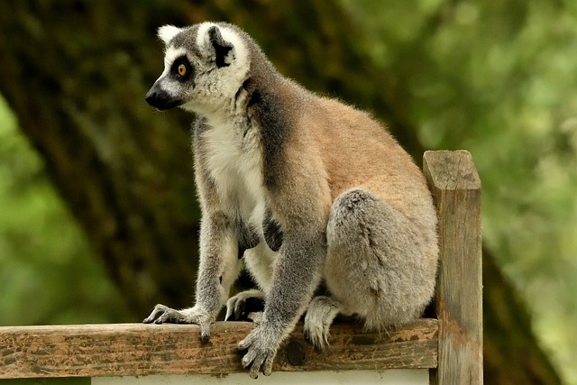 卡塔 动物 - 上的免费照片