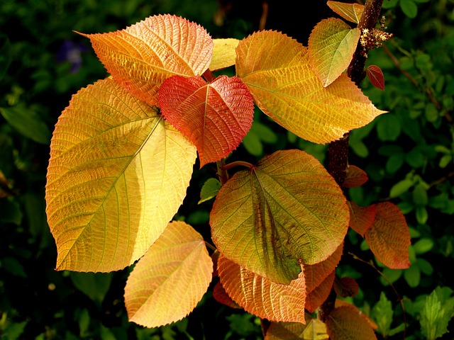 植物 叶 嫩叶 - 上的免费照片