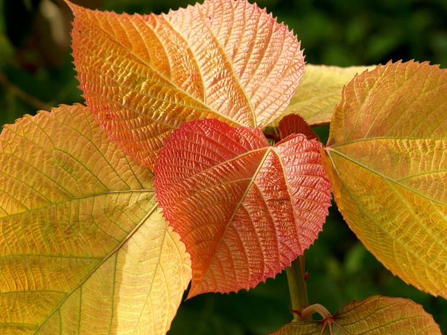 植物 叶 嫩叶 - 上的免费照片