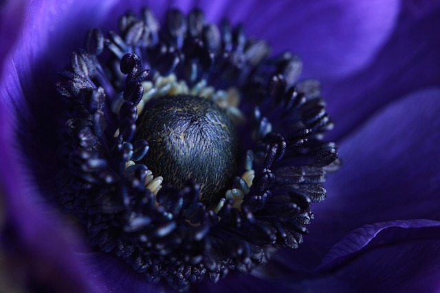 蓝色的 海葵 花 - 上的免费照片