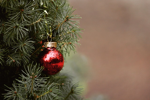 圣诞节 树 杉木树 - 上的免费照片