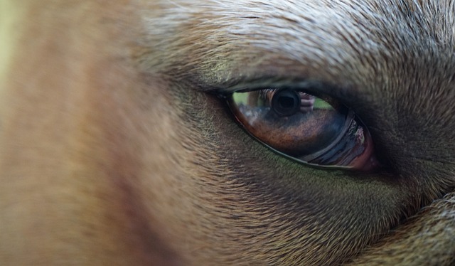 眼睛 虹膜 学生 - 上的免费照片