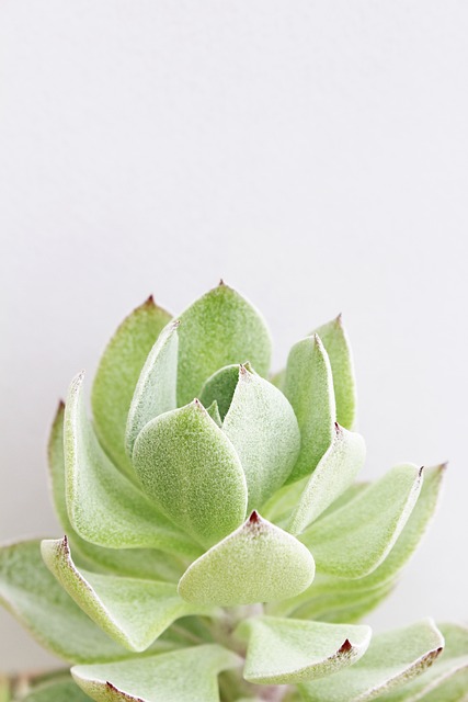 绿色 植物 自然 - 上的免费照片