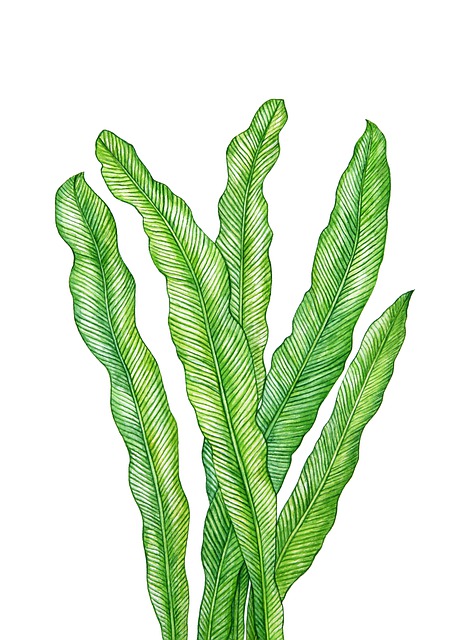 绿色 蕨类植物 树叶 - 上的免费图片