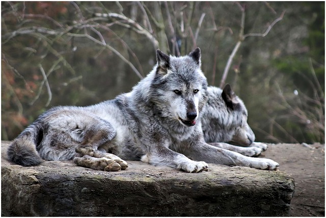 北极狼 野生动物 物种 - 上的免费照片