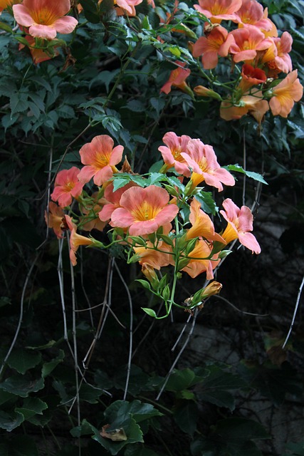 Campsis 花 大自然 - 上的免费照片
