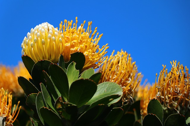花 黄色 蓝色的 - 上的免费照片