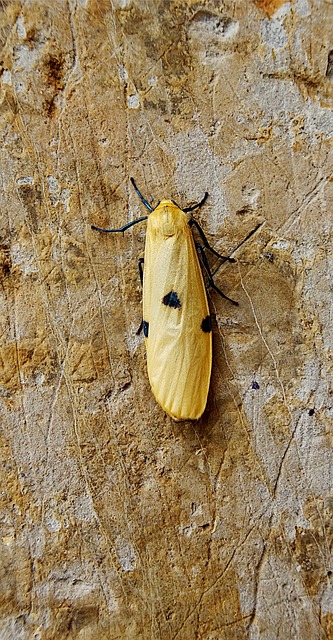 昆虫 飞虫 墙 - 上的免费照片