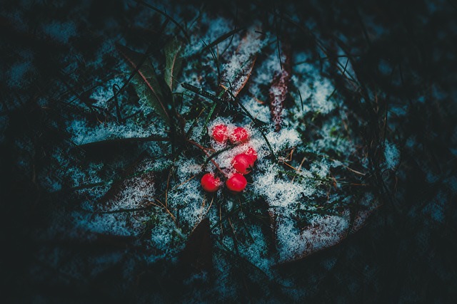 浆果 喜怒无常 冬天 - 上的免费照片