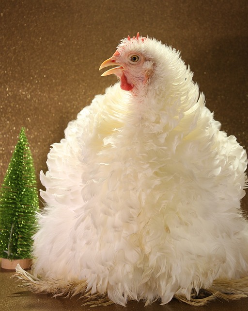 鸡 圣诞节 家禽 - 上的免费照片