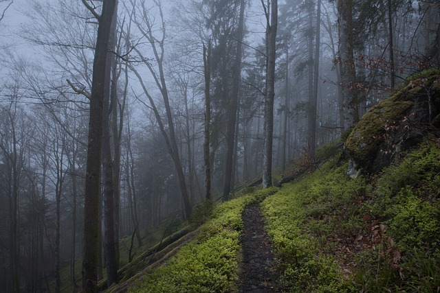 Wehraschlucht 黑森林 森林 - 上的免费照片