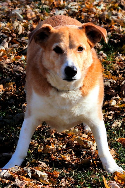 狗 小狗 俏皮的 - 上的免费照片