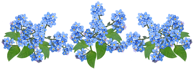 花朵 蓝色的 别忘了我 - 上的免费图片