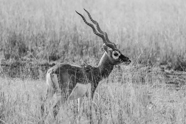 印度 野生动物 Blackbuck - 上的免费照片