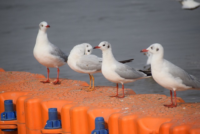 海鸥 鸟类 海 - 上的免费照片