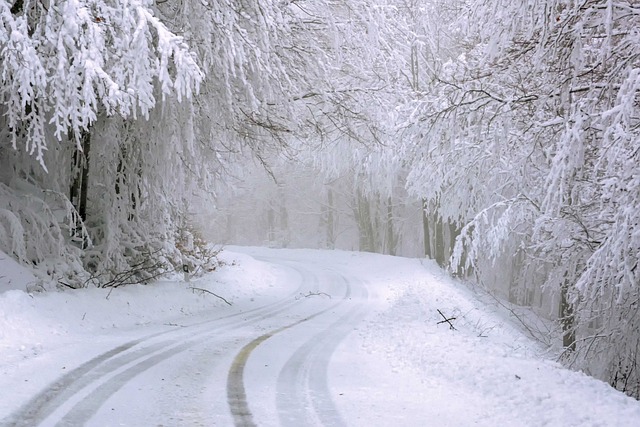路 树木 雪 - 上的免费照片