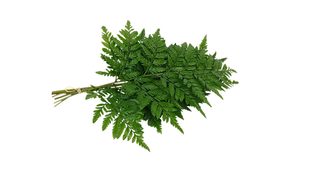 蕨菜 蕨类植物的叶子 蕨类植物品种 - 上的免费图片