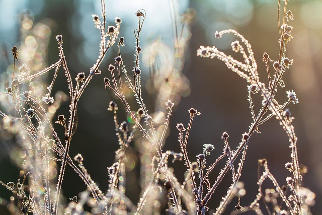 冬天 草 花 - 上的免费照片