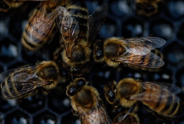 蜜蜂 一群 养蜂业 - 上的免费照片