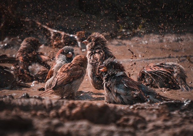 麻雀 鸟类 水 - 上的免费照片