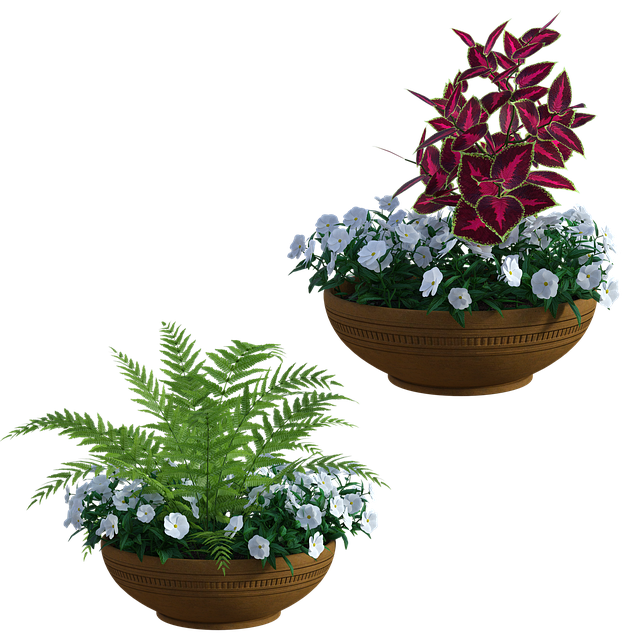 花园 种植者 植物 - 上的免费图片