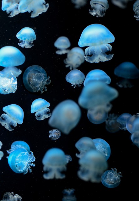 海蜇 海洋动物 水下 - 上的免费照片