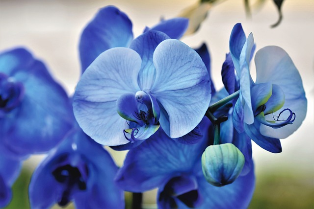 兰花 蓝色的 花朵 - 上的免费照片