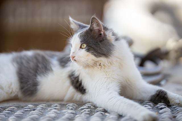 猫 动物 可爱的 - 上的免费照片