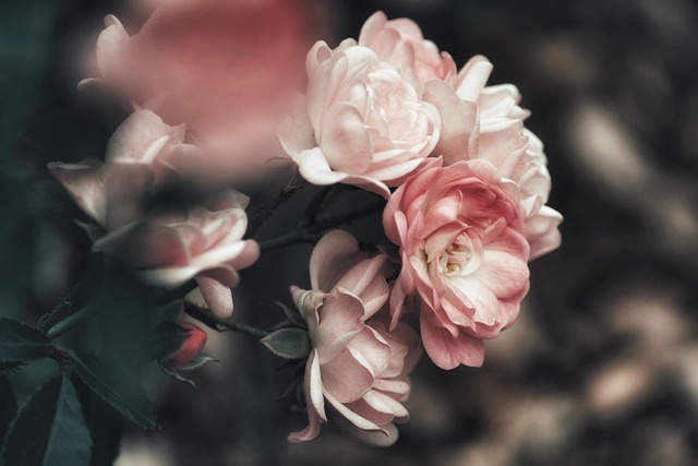 衬套 蔷薇 玫瑰 - 上的免费照片