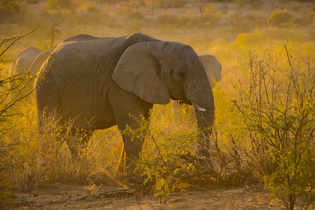 纳米比亚 日落 动物 - 上的免费照片