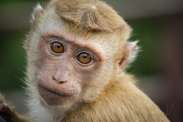 猴 眼睛 动物 - 上的免费照片