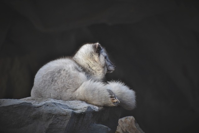北极狐 狐狸 野生动物 - 上的免费照片