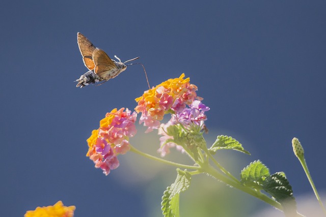 蜂鸟鹰蛾 马缨丹 花朵 - 上的免费照片