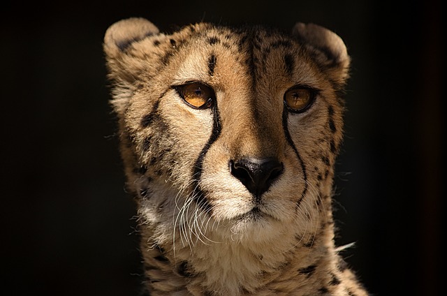 猎豹 动物 荒野 - 上的免费照片