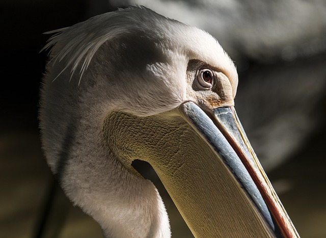 鹈 鸟 自然 - 上的免费照片