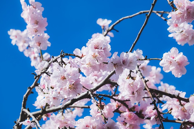 樱花 花朵 树 - 上的免费照片