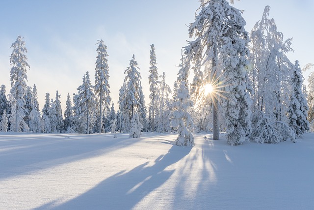 树木 冬天 雪 - 上的免费照片